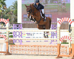 jumper Pepper D'Or (Oldenburg show jumper, 2014, from Zinedine)