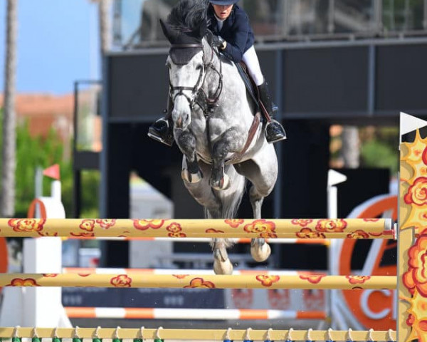 jumper Hk Zirocca (Irish Sport Horse, 2017, from Zirocco Blue)