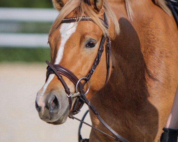 dressage horse Dankenswert (German Riding Pony, 2020, from Diamond Touch NRW)