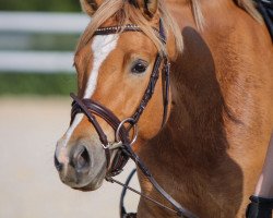 Dressurpferd Dankenswert (Deutsches Reitpony, 2020, von Diamond Touch NRW)