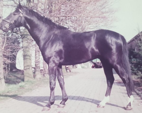 stallion Lincoln (Welsh-Pony (Section B), 1980, from Liverpool)
