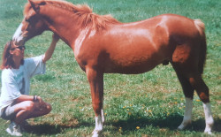 Pferd Trefoil BronzeBoy (Welsh Pony (Sek.B), 1991, von Elphicks Facade)