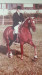Zuchtstute Bengad Gossimer (Welsh Pony (Sek.B), 1973, von Weston Platinum)