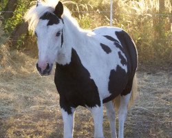 Pferd Pauline (Welsh Pony (Sek.B), 2021)