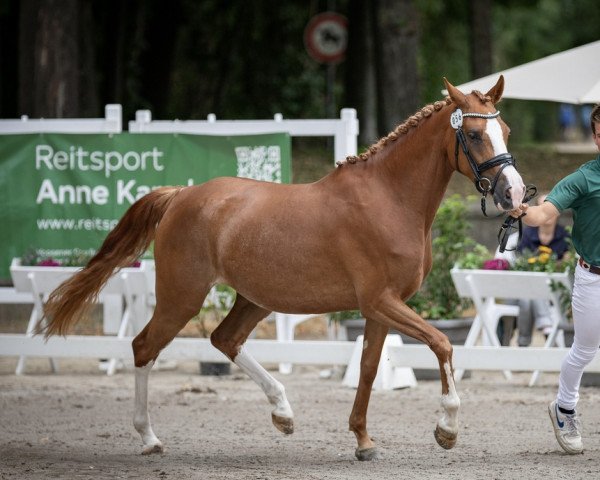 broodmare Mystique Daenerys Dream (German Riding Pony, 2019, from Champ de Luxe)