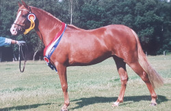 Pferd Trefoil Gladys (Welsh Pony (Sek.B), 1994, von Trefoil Talisman)