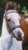 horse Trefoil Tobias (Welsh-Pony (Section B), 1998, from Belvoir Turks Cap)