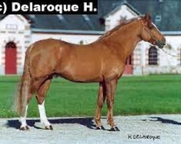 Deckhengst Creole d'Angrie (Französisches Pony, 1990, von Rumel el Masan ox)