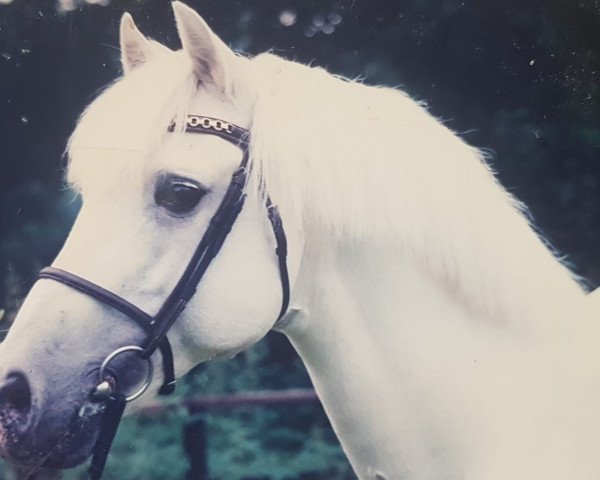Deckhengst Belvoir Turks Cap (Welsh Pony (Sek.B), 1971, von Belvoir Zoroaster)