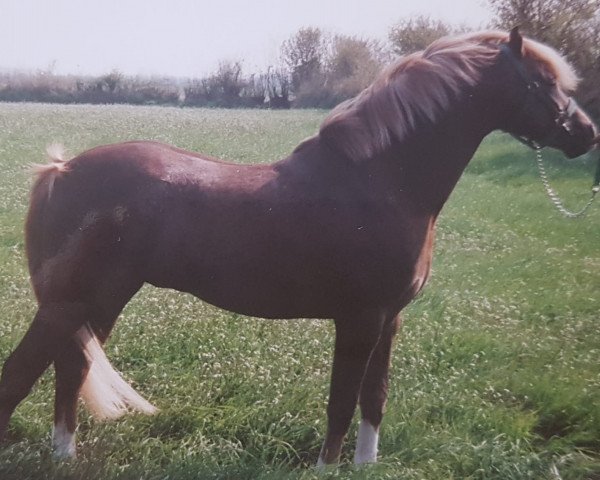 stallion Weston Regent (Welsh-Pony (Section B), 1987, from Weston Prince Regent)