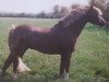 Deckhengst Weston Regent (Welsh Pony (Sek.B), 1987, von Weston Prince Regent)