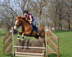 Springpferd Lord L (Deutsches Reitpony, 2007, von Le Matsjo)