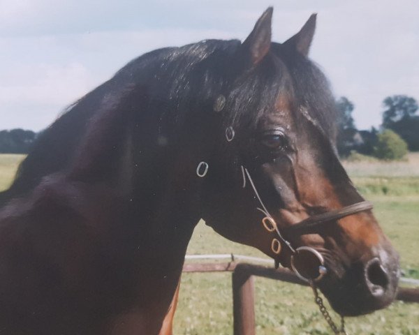stallion Rosedale Falcon (Welsh-Pony (Section B), 1975, from Rosedale Muscatel)