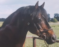 stallion Rosedale Falcon (Welsh-Pony (Section B), 1975, from Rosedale Muscatel)