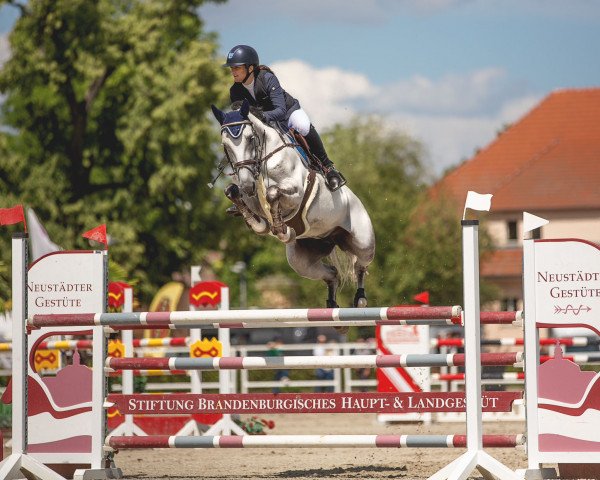 jumper Nuraya 3 (German Sport Horse, 2014, from Nurjev)