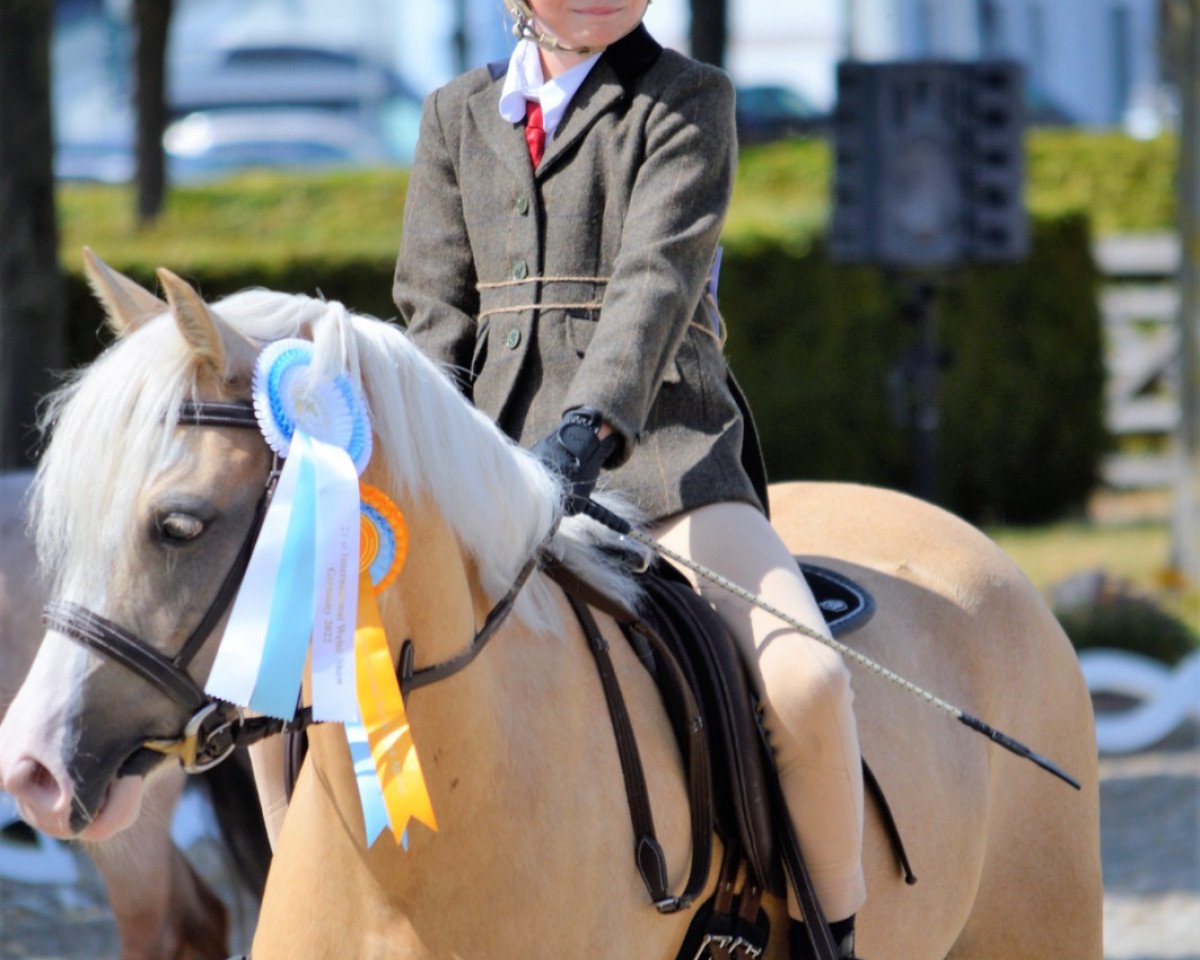 broodmare Leherfelds Be My Sunshine (Welsh-Pony (Section B), 2018, from The Braes My Mobility)