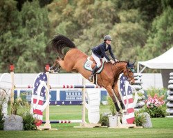 Springpferd Marquis Le Beau Courally (Belgisches Warmblut, 2012, von Cabrio van de Heffinck)