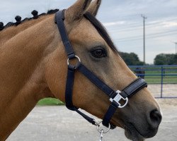 broodmare Elisa (German Riding Pony, 2009, from Dior)