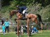 broodmare Jayanti (German Sport Horse, 2014, from I'm Special de Muze)