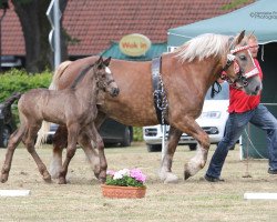 broodmare Nauri (Rhenish-German Cold-Blood, 2005, from Nelson)