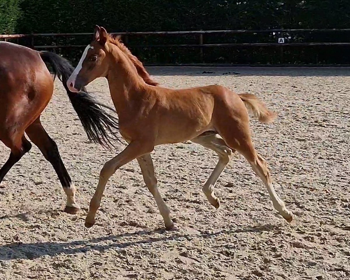 dressage horse Farbenfroh (Oldenburg, 2023, from Flashbang)