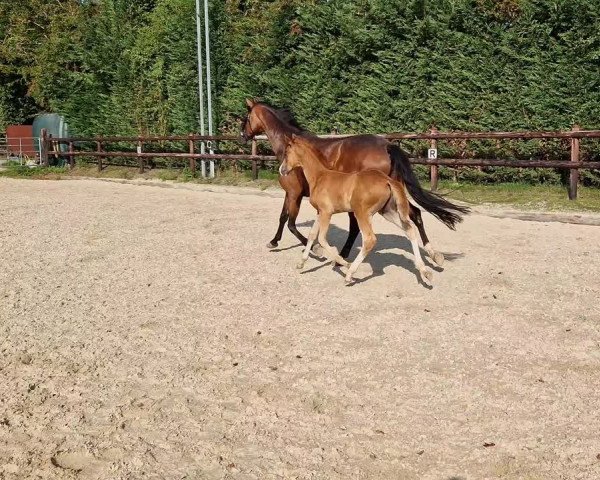 Video of Farbenfroh