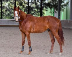 Springpferd Kannetto L (Schweizer Warmblut, 2019, von Kannan Jd)