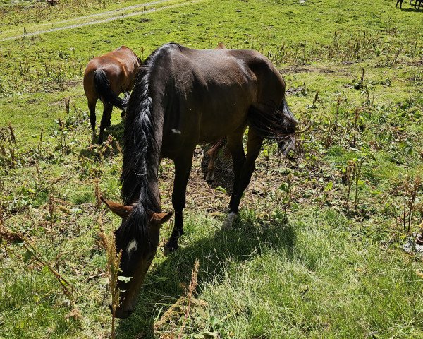 jumper Chanel L (Swiss Warmblood, 2020, from Landwind L)