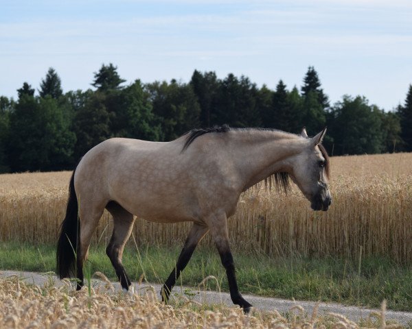 dressage horse Castaña (Andalusians/horse of pure Spanish race, 2014)