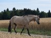 dressage horse Castaña (Andalusians/horse of pure Spanish race, 2014)