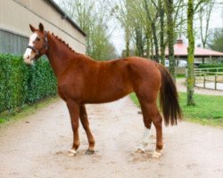 broodmare Shantou DC (Hanoverian, 2007, from Stakkato)