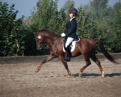 dressage horse Kondor (Welsh-Pony (Section B), 1995, from Kadett)