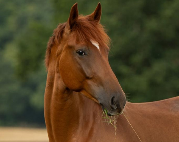dressage horse Bocatelli (Hanoverian, 2018, from Bordeaux 28)