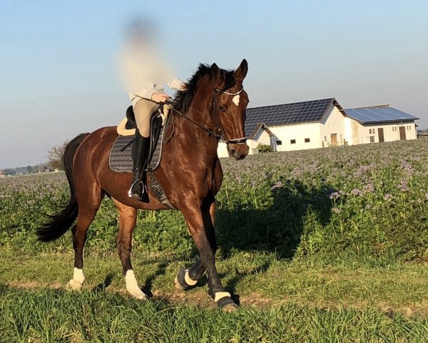 dressage horse Emily 169 (Bavarian, 2003, from Lagranno)