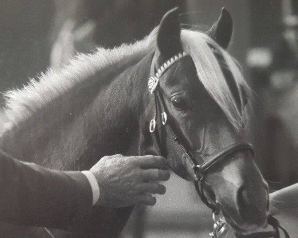 Zuchtstute Trefoil Gigi (Welsh Pony (Sek.B), 1984, von Liverpool)