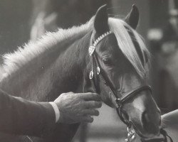 Pferd Trefoil Gigi (Welsh Pony (Sek.B), 1984, von Liverpool)