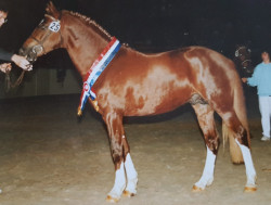 horse Trefoil Lord Nelson (German Riding Pony, 1988, from Livio)