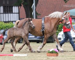 stallion Apollo (Rhenish-German Cold-Blood, 2016, from Adoro)