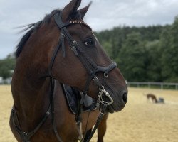 jumper William Wallace L (Hanoverian, 2007, from Weltpoet)