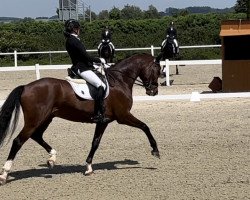 dressage horse Fiorit (Hanoverian, 2018, from Fuechtels Floriscount OLD)