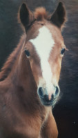 Zuchtstute Trefoil Lily of the Valley (Welsh Pony (Sek.B), 1993, von Trefoil Talisman)