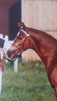 horse Trefoil Bronze Major (Welsh-Pony (Section B), 1983, from Black and Magic)