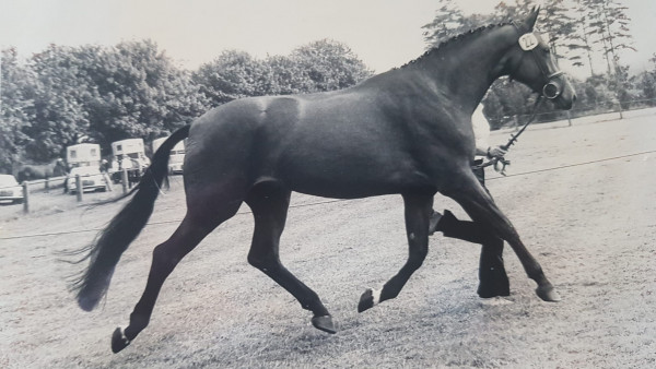 Zuchtstute Uppsala (Trakehner, 1977, von Erlkönig)