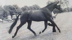 broodmare Uppsala (Trakehner, 1977, from Erlkönig)