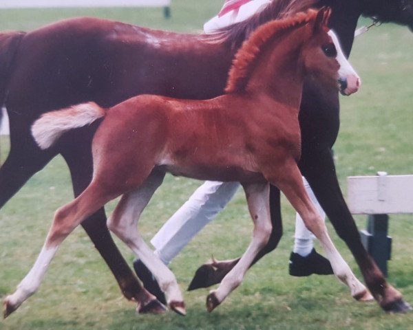 Pferd Trefoil Tc Lake (Welsh Pony (Sek.B),  , von Tetworth Crimson Lake)
