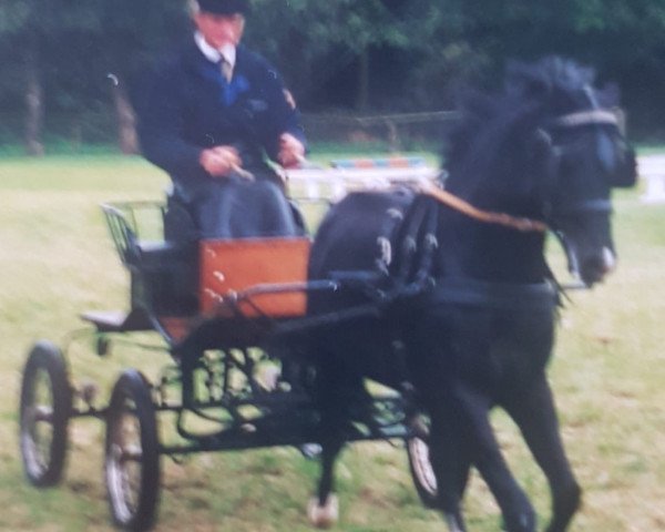 stallion Priestwood Punchinello (Welsh-Pony (Section B), 1995, from Priestwood Oberon)