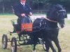 stallion Priestwood Punchinello (Welsh-Pony (Section B), 1995, from Priestwood Oberon)