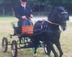 stallion Priestwood Punchinello (Welsh-Pony (Section B), 1995, from Priestwood Oberon)