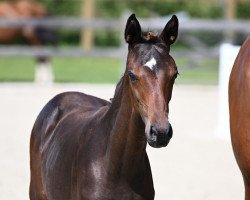 dressage horse Rose of Maranello RA (German Sport Horse, 2023, from Zuperman OLD)