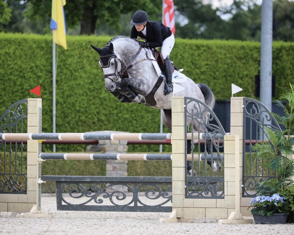 jumper Quintino Lmk (Holsteiner, 2017, from Quintago VA)